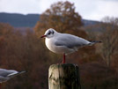 Seagull ii